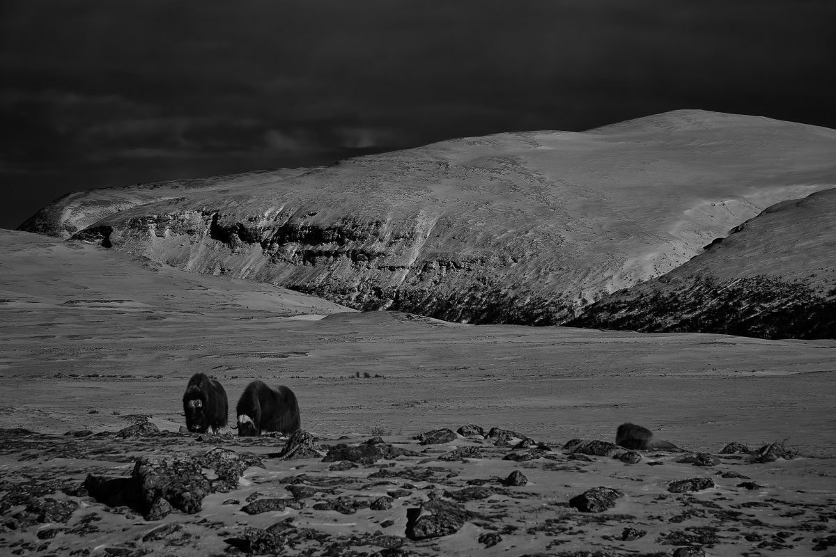 photo en noir et blanc du parc national de dovrefjell