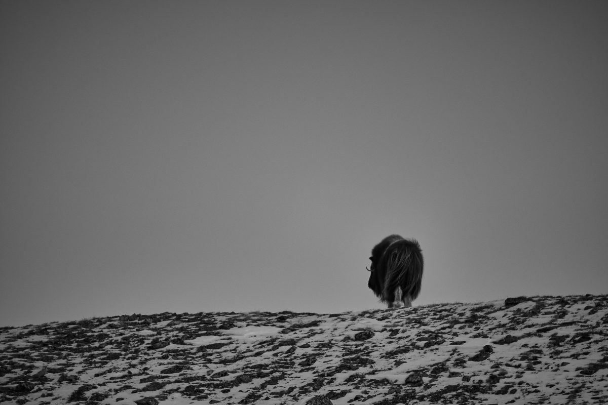 photo en noir et blanc d'un boeuf musqué de dos s'éloignant au loin